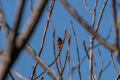 Sittiparus castaneoventris