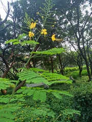 Caesalpinia pulcherrima