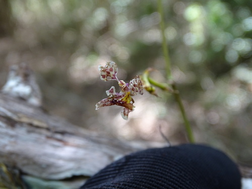 Trichocentrum cosymbephorum, photograph 1