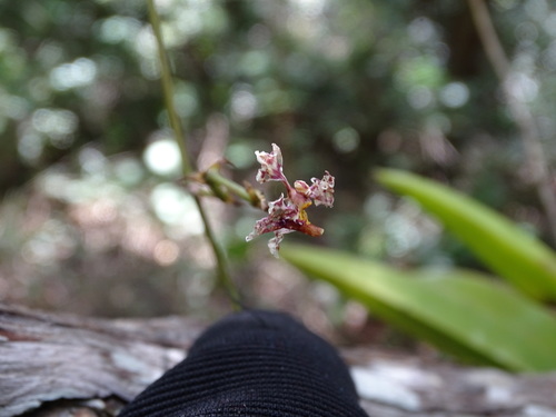 Trichocentrum cosymbephorum, photograph 2