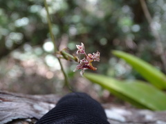 Trichocentrum cosymbephorum, photograph (c) Alexis López Hernández, some rights reserved (CC BY)