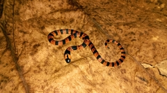 Tuxtlan Coral Snake photo 3