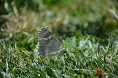 Melanargia larissa