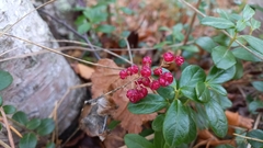 Maianthemum bifolium