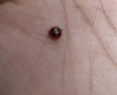 Coccinella undecimpunctata