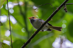 Abroscopus albogularis