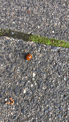 Harmonia axyridis