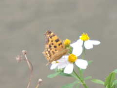 Polygonia c-aureum lunulata