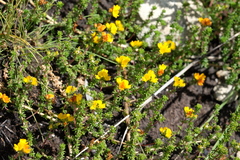 Aspalathus crassisepala