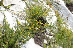 Aspalathus crassisepala