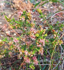 Passerina galpinii
