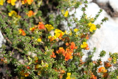 Aspalathus crassisepala