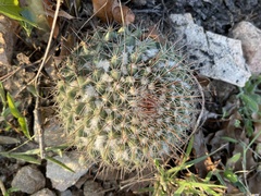 Mammillaria petrophila