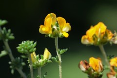 Aspalathus crassisepala