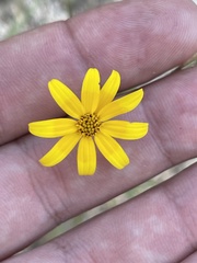 Bidens xanti