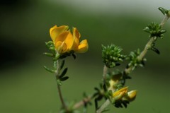 Aspalathus crassisepala