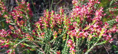 Passerina rubra