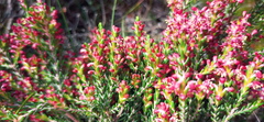 Passerina rubra