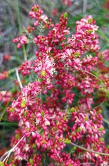 Passerina rubra