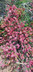 Passerina rubra