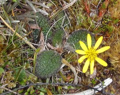 Brachyglottis bellidioides