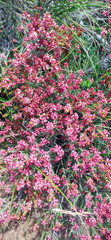 Passerina rubra