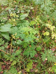 Anthriscus sylvestris