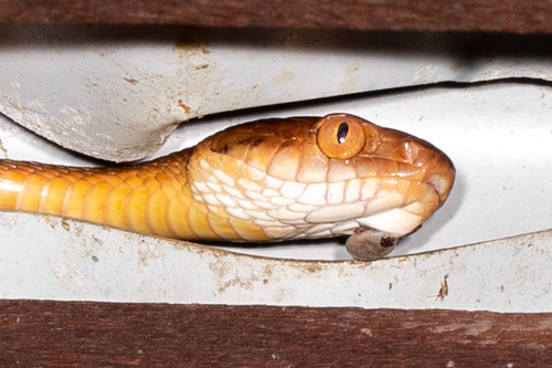 Brown Tree Snake sighting