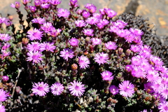 Antimima minutifolia