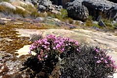 Antimima minutifolia