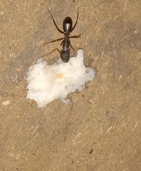 Camponotus