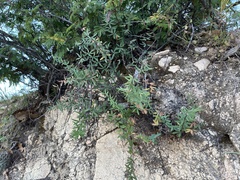 Pellaea ternifolia brandegeei