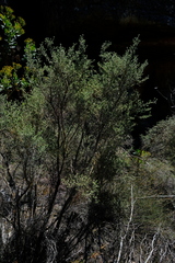 Aspalathus polycephala