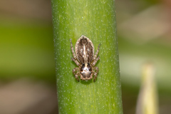 Maratus pavonis
