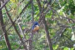 Alcedo semitorquata