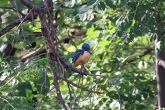 Alcedo semitorquata