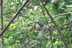 Alcedo semitorquata