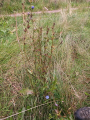 Cichorium intybus