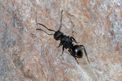 Polyrhachis phryne