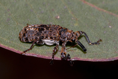 Isacantha dermestiventris