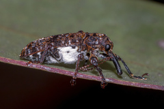 Isacantha dermestiventris