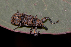 Isacantha dermestiventris