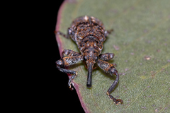 Isacantha dermestiventris