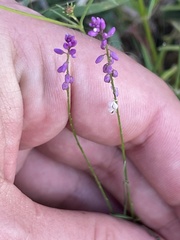 Polygala glochidiata