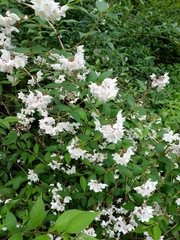 Magnoliopsida