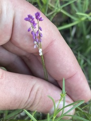 Polygala glochidiata