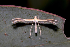 Stangeia xerodes