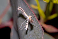 Stangeia xerodes