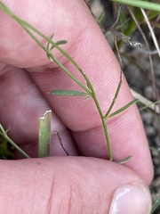 Polygala glochidiata