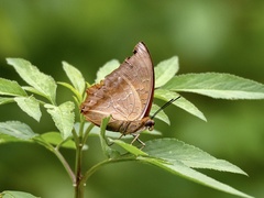 Charaxes bernardus